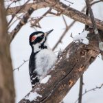 日本道三区播放区 mm83vvl58