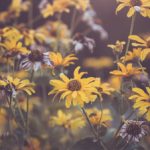 《一泻千里》金银花露:清新自然,畅享健康生活的理想选择 apt25m4v